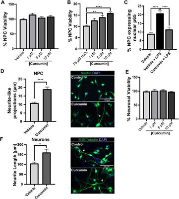 Acute transplantation of NPC on electrospun poly-lactic acid membranes containing curcumin into the injured spinal cord reduces neuronal degeneration